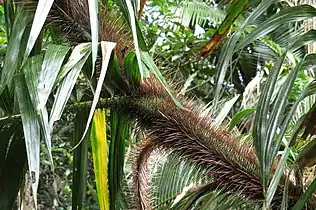 Stem, showing the densely packed spines on the leaf sheath