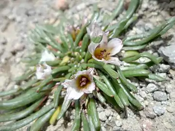 Calandrinia acaulis