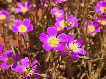 Calandrinia balonensis