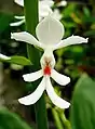 Calanthe triplicata, the Calanthe type species, from Florida International University