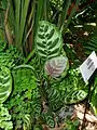 At Fairchild Tropical Botanic Garden, Miami