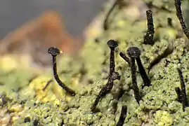 black stalks with flat heads, like small thin nails, rising from slanted lumpy green surface