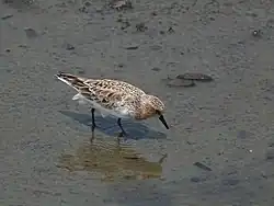 Anderson Inlet's intertidal mudflats are of world importance for red-necked stints