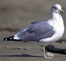 Image 47The California gull is the Utah state bird. (from Utah)