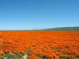 A field of California poppies