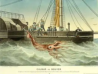 #18 (30/11/1861)An 1865 illustration of the Alecton incident by P. Lackerbauer, clearly based on the officers' watercolour. It appeared in the first edition of Alfred Moquin-Tandon's Le Monde de la Mer, which he published under the pseudonym "Alfred Frédol" (Frédol, 1865:314, pl. 13).