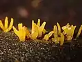 Calocera cornea