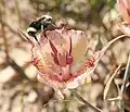 Flower with bumblebee