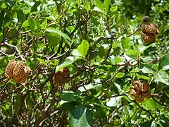 dry fruit capsules