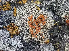 Rock covered with cracked multicoloured crust: white, yellow and bright orange