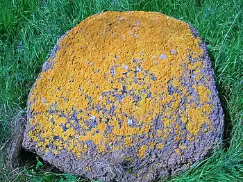 rounded greyish rock covered in bumpy orange splotches sitting on green grass