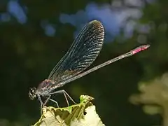 Calopteryx haemorrhoidalis occasi. Male