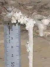 Calthemite coralloids under concrete, with soda straw