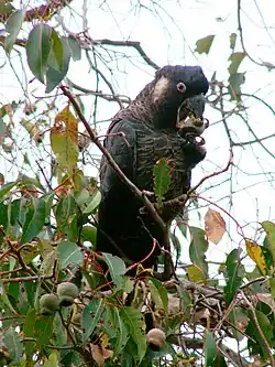 Long-billed black cockatoo feeding in a tree