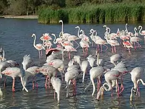 Flamingos in the Camargue