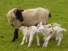 a black-faced black-legged ewe with three young white lambs