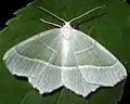 Campaea margaritata on leaf