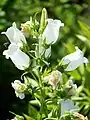 Campanula medium var. alba