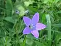 Campanula patula