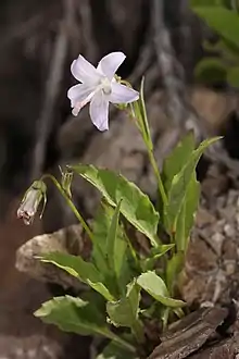 Pale bellflower (Campanula scouleri)