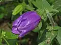 Blossom of Campanula medium