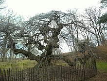 Prospect Park's elm in winter, showing its distinctive qualities