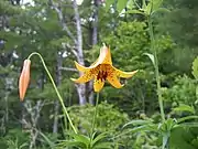 Canada lily in Maine