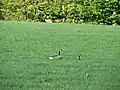 Canada Geese in a field at Lunderston Bay