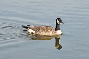 Image 27A Canada goose (Branta canadensis) swimming in Palatine. Photo credit: Joe Ravi (from Portal:Illinois/Selected picture)