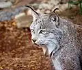 Canadian lynx