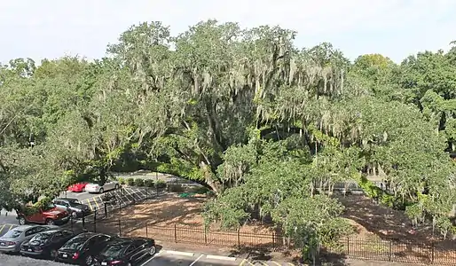 Candler Oak Tree, aerial view