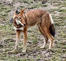 Ethiopian wolf (Canis simensis)