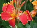 Canna 'Pretty Butterfly', M. Sheppard