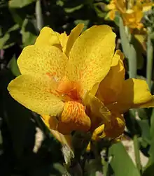 Canna 'R. Wallace', Pfitzer 1902