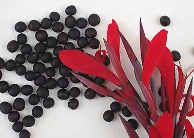 Seeds with flower to scale