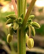 Image 42Male Cannabis flower buds (from Cannabis)