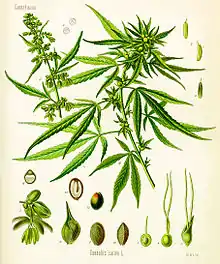 Image 4Cannabis as illustrated in Köhler's Book of Medicinal Plants, 1897 (from Medical cannabis)