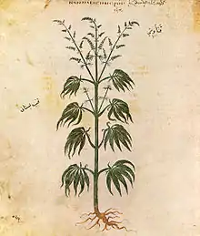 Image 11Cannabis sativa from Vienna Dioscurides, AD 512 (from History of cannabis)