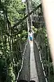 The canopy walkway