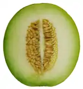 Cantaloupe cross-section