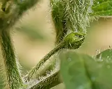 Rukutu flower bud with many trichomes, characteristic that gives this species its name