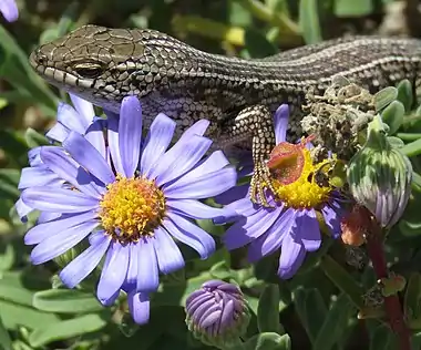 Image 21Cape skinkCape skink – Trachylepis capensis. Close-up on purple Aster flowers.More selected pictures