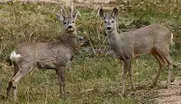 Male and female roe deer