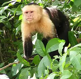 White-headed capuchin, Cebus capucinus