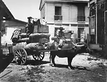 Carabao cart in the Philippines (c. 1899)