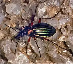 Carabus auronitens auronitens. Female