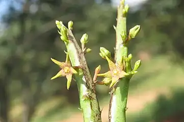 Caralluma stalagmifera