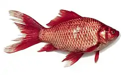 Ray-finned fish (Prussian carp)