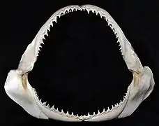 Jaws