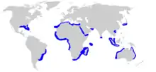 Spinner shark geographic range